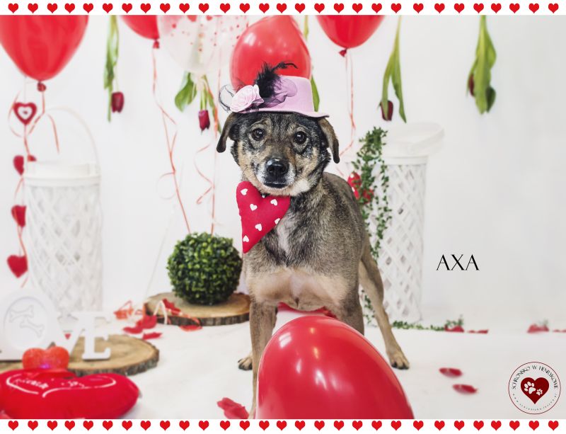 psia walentynka schronisko dla zwierząt - Magda Micek - Schronisko w Henrykowie