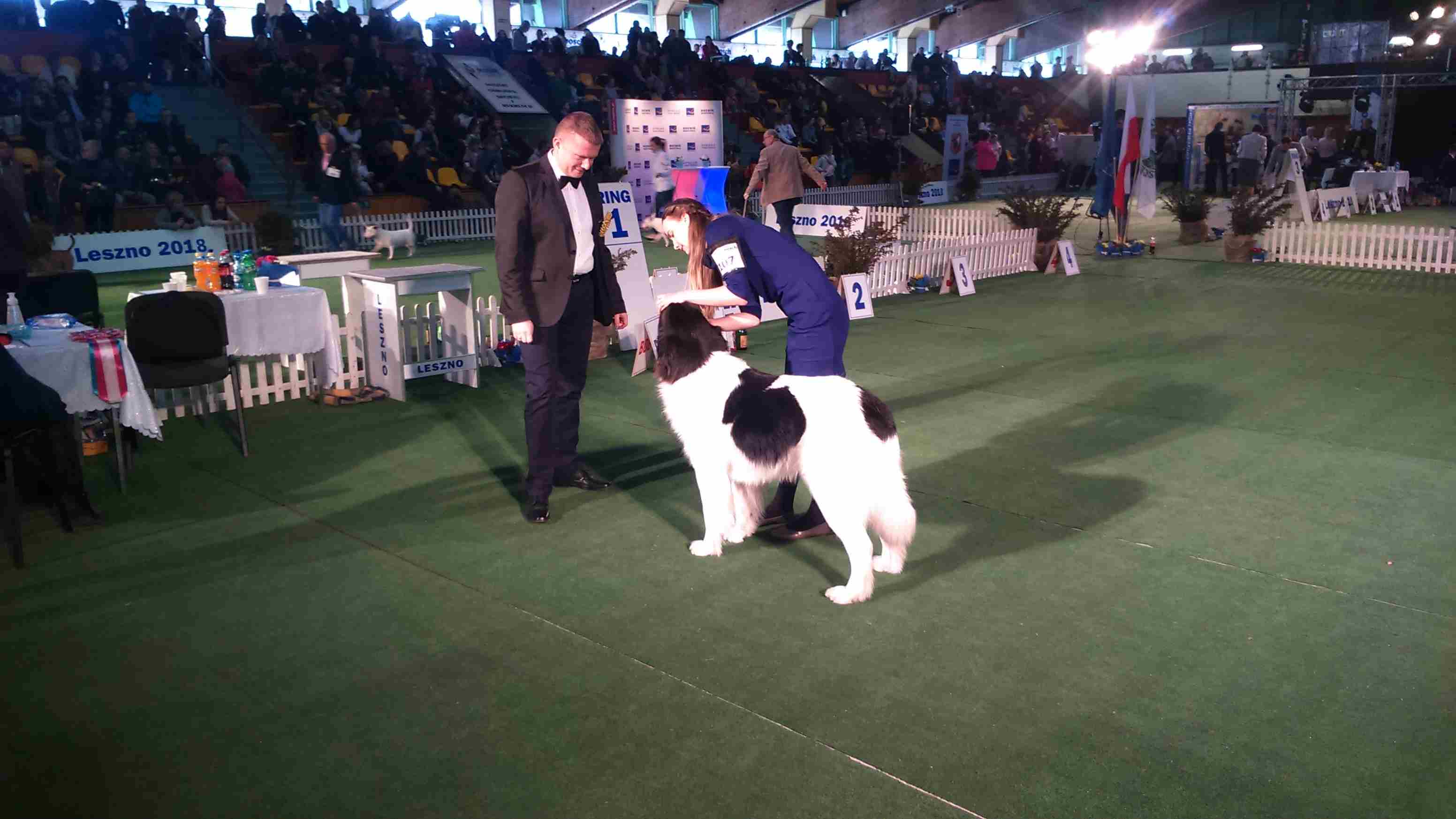 champion of champions wystawa psów rasowych leszno - Jacek Marciniak