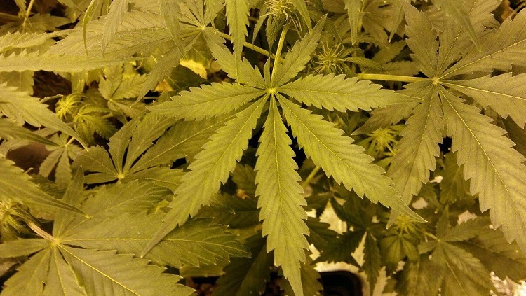 marihuana pistolet policja - KPP Szamotuły