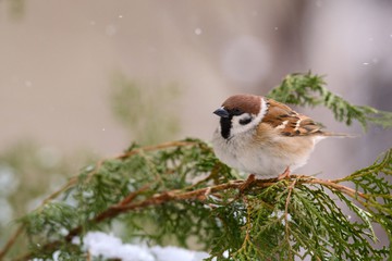 wrobel - fotolia.com