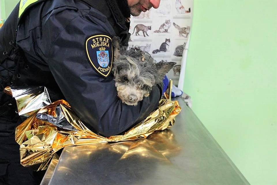 piesek - Schronisko dla zwierząt w Poznaniu, Facebook