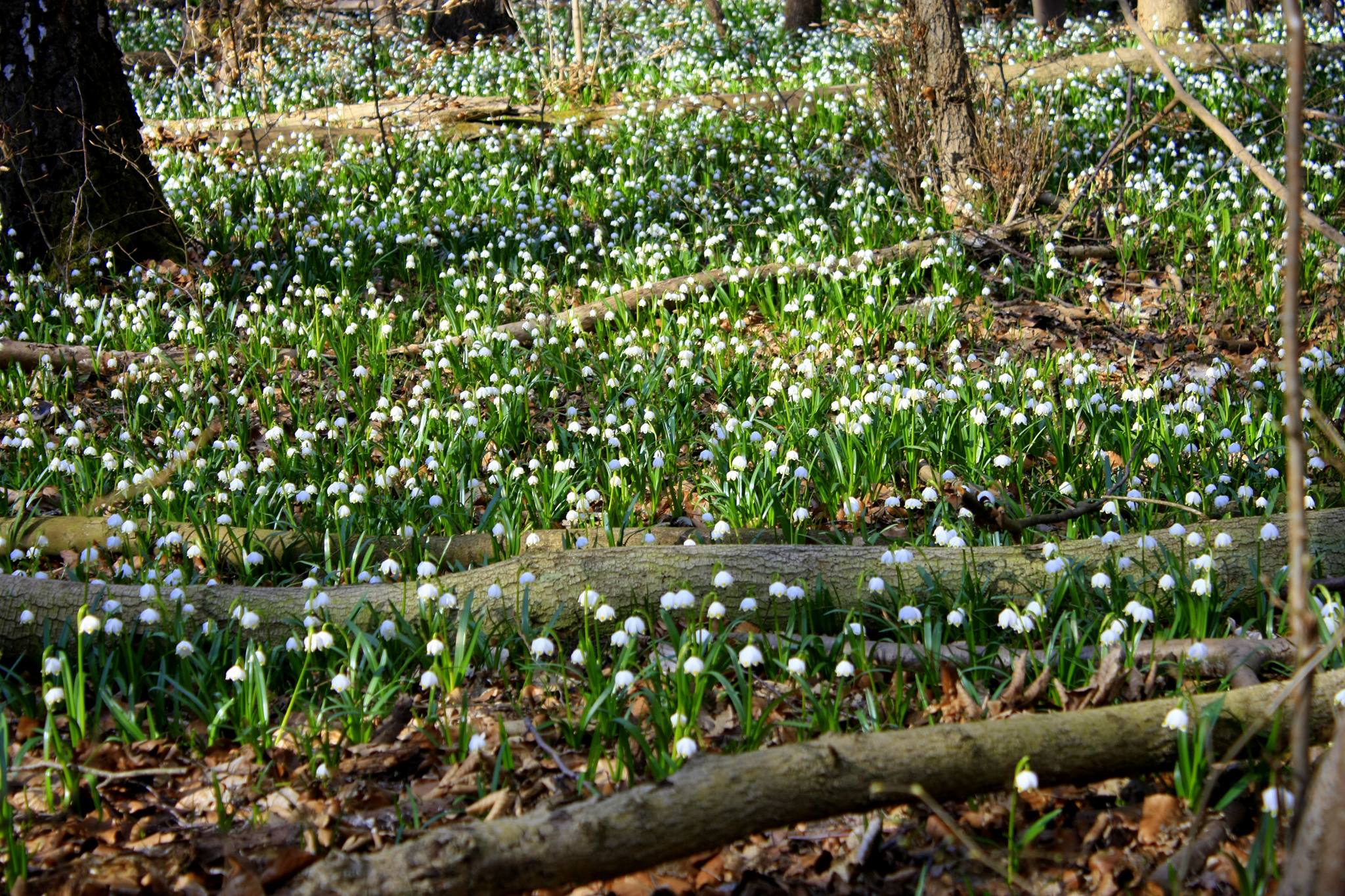 sniezycowy - Rezerwat "Śnieżycowy Jar", Facebook