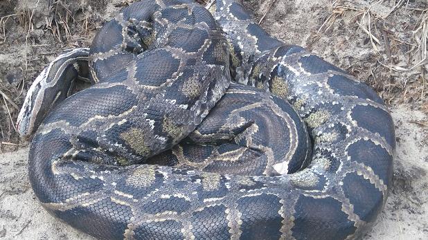 wąż boa - Straż Miejska Poznań