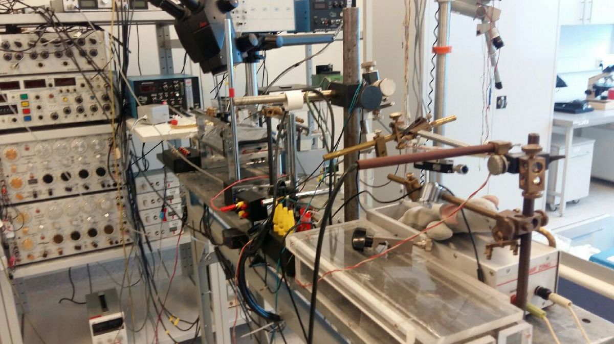 laboratorium AWF - Magdalena Konieczna