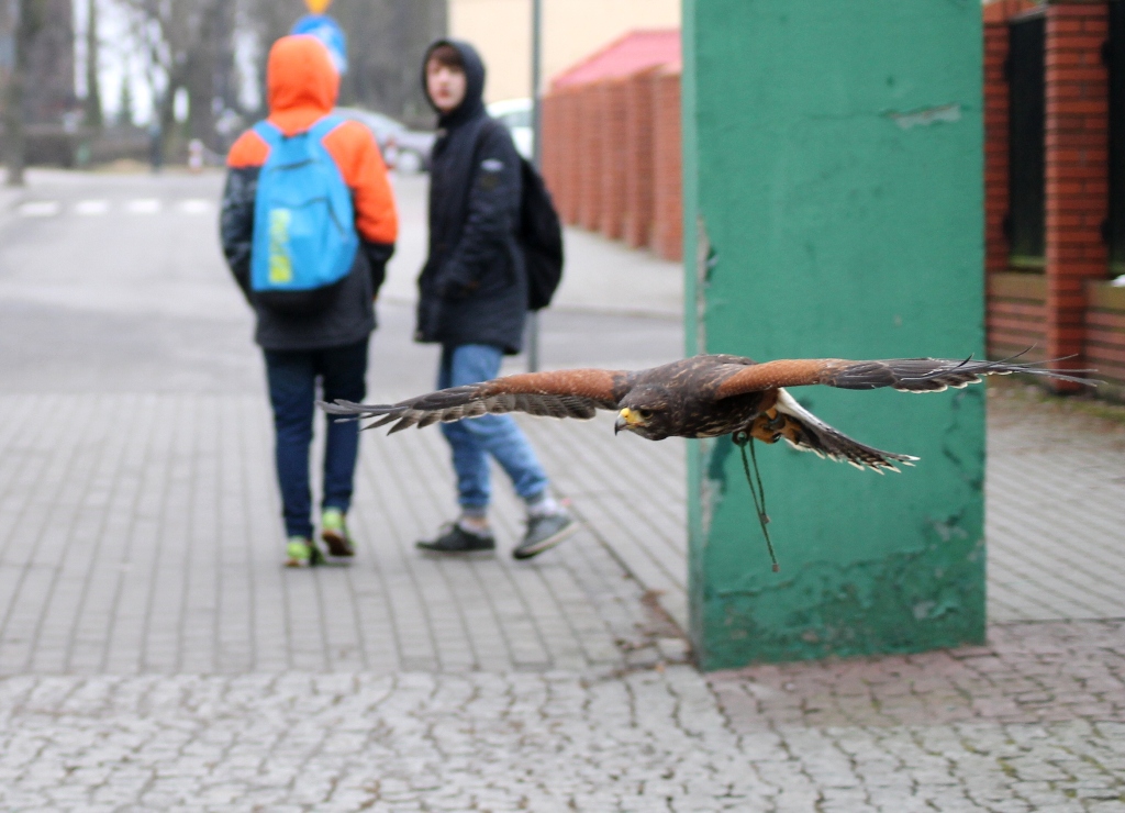 jastrzab.jpg - UM Turek