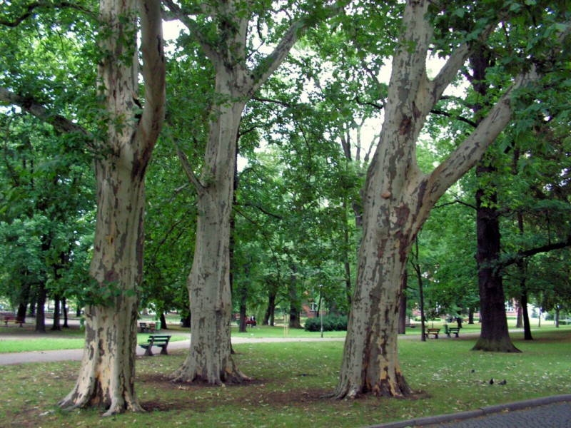 park 1000-lecia Leszno - Miejski Zakład Zieleni w Lesznie