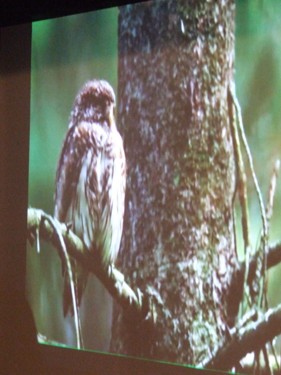 Aleksandra Braciszewska-Benkahla