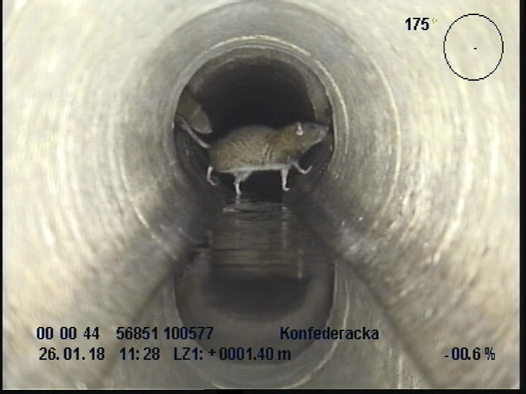 szczury kanał - Aquanet SA Facebook