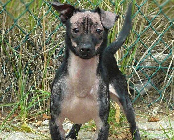 pies - Fundacja Pomocy Zwierzętom Kundel Bury – Pabianice