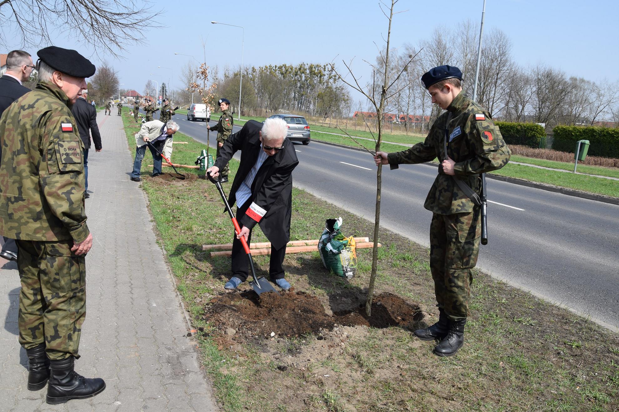 piła dęby pamięci - Miasto Piła
