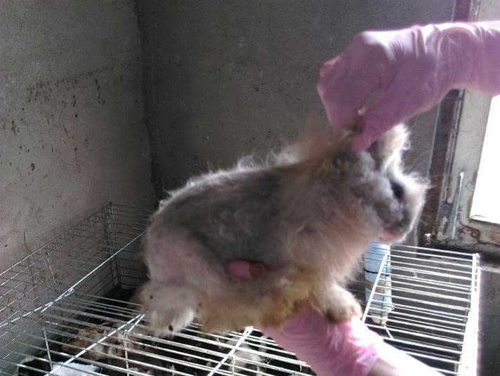 hodowla zwierząt krzymów - Iwona Krzyżak