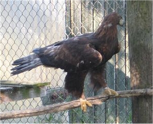 Orzeł przedni - Archiwum Radia Merkury