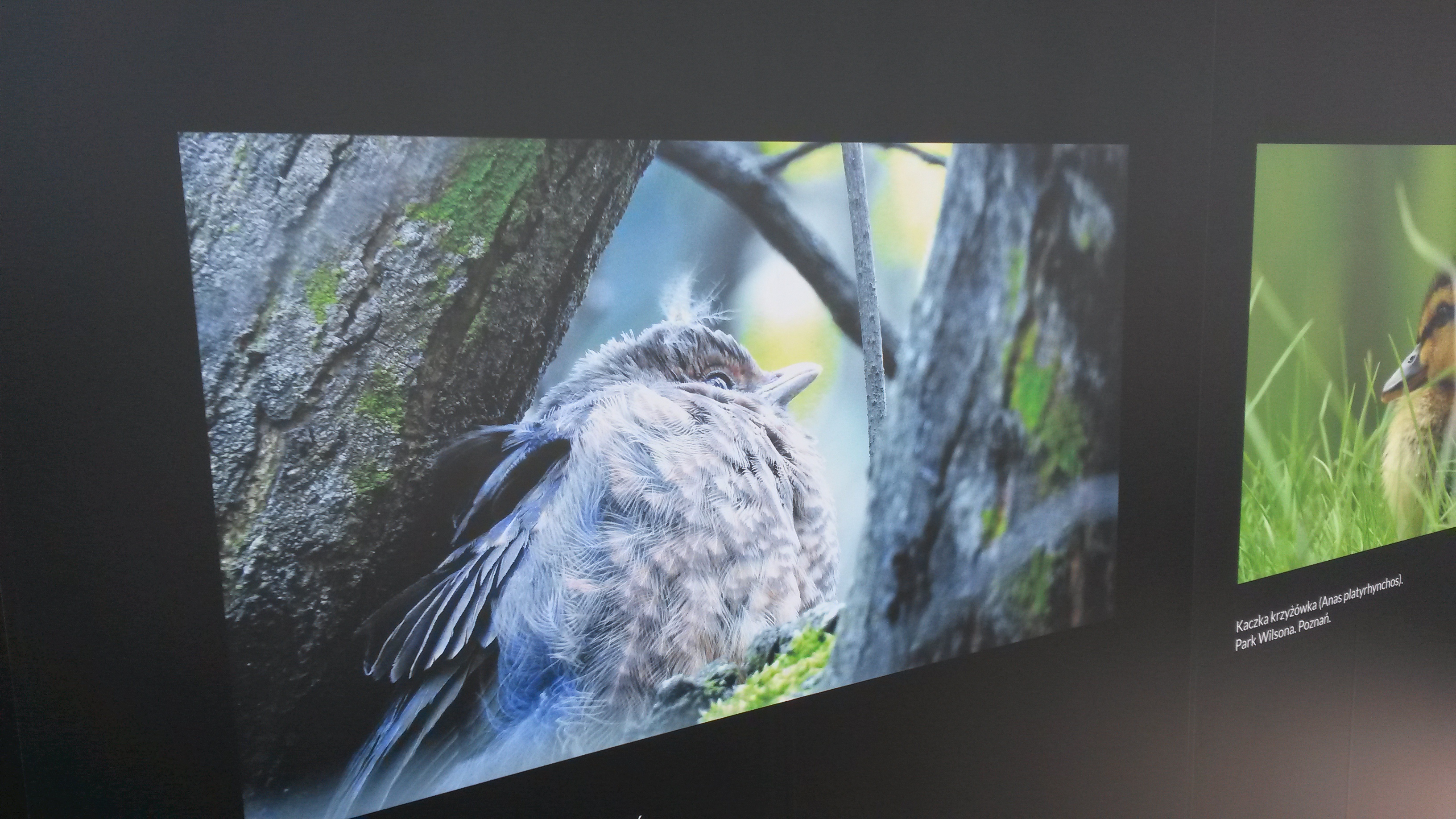 ptak - Jacek Butlewski