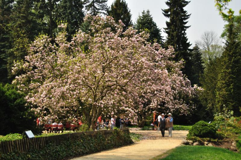 Kwitnące magnolie w Kórniku - powiat poznański