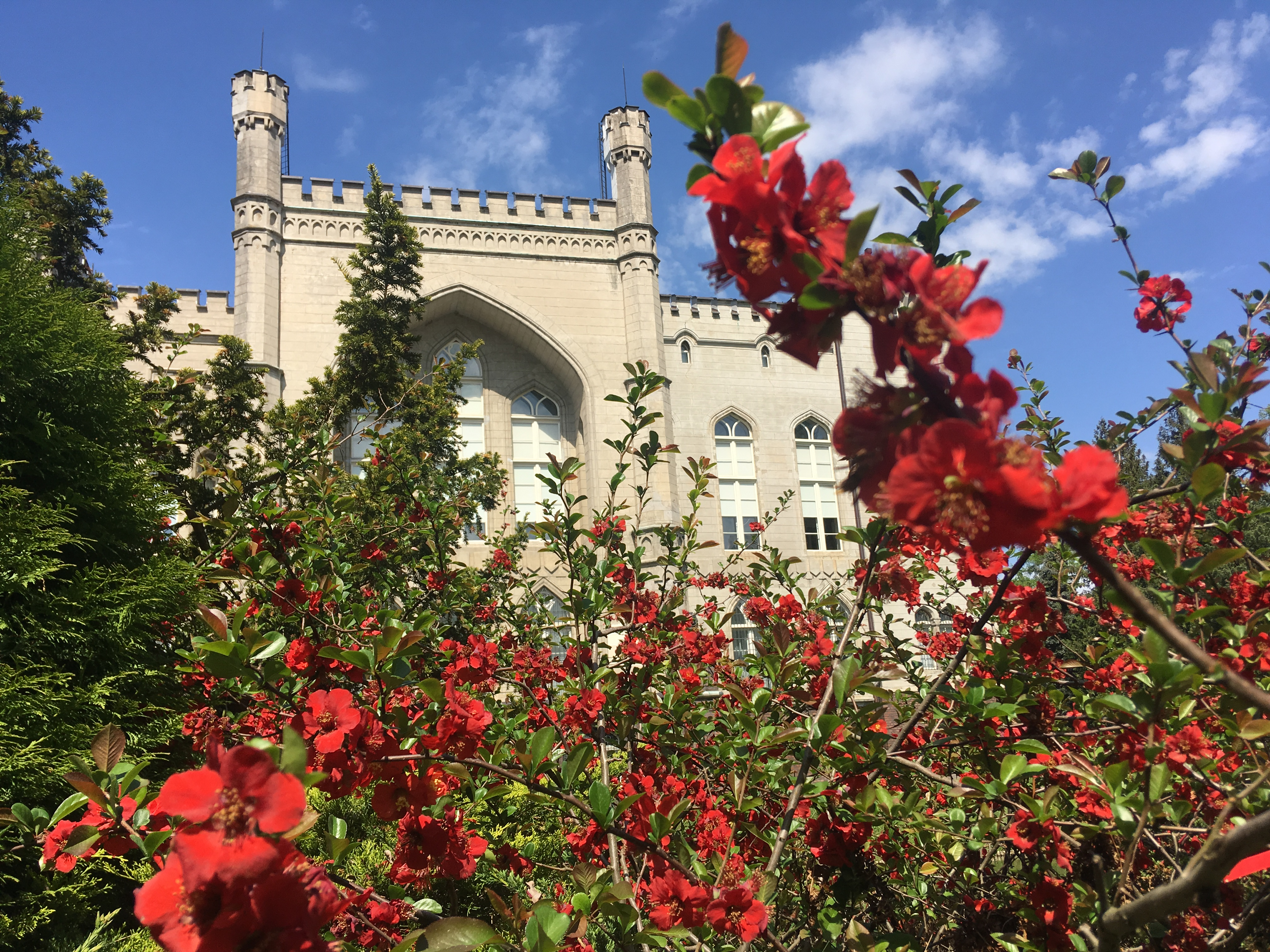 magnoliaglowne - Rafał Regulski