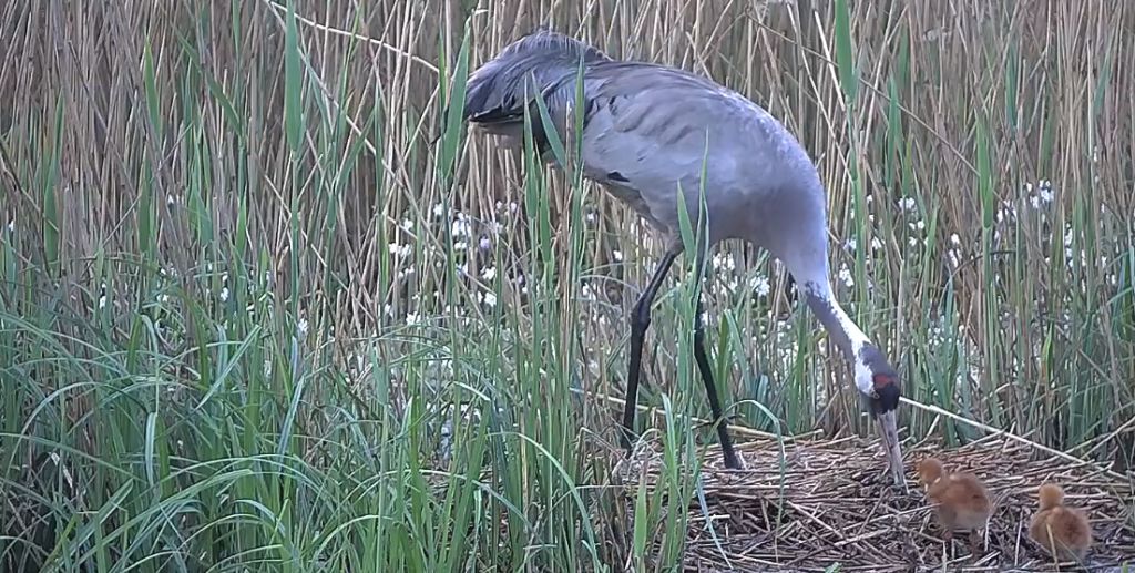 żuraw w lesie Włoszakowice - Żuraw w lesie