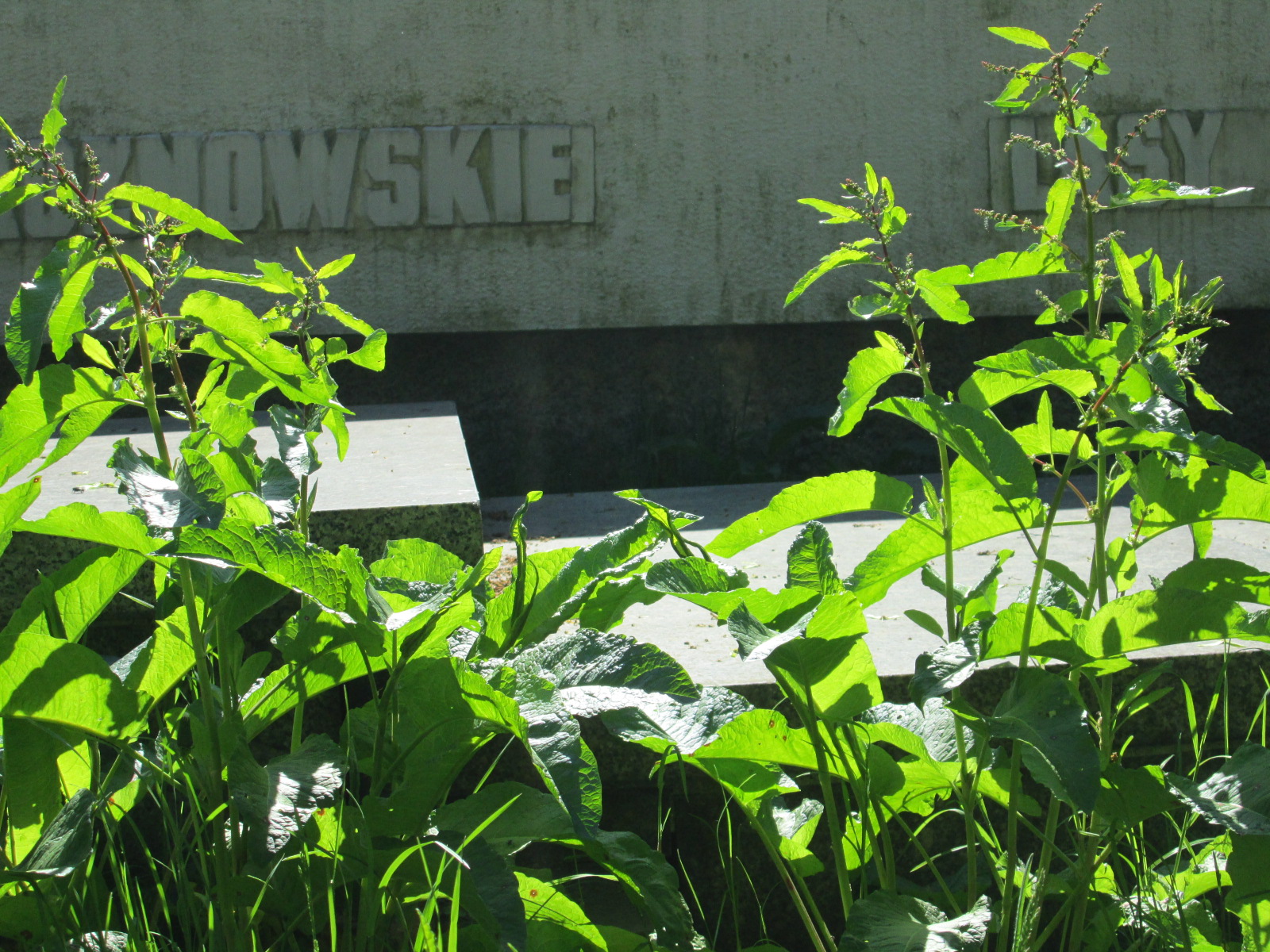 Aleksandra Pietrowicz