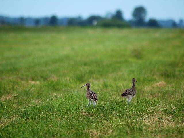 kuliki wielkie - Polskie Towarzystwo Ochrony Przyrody „Salamandra”
