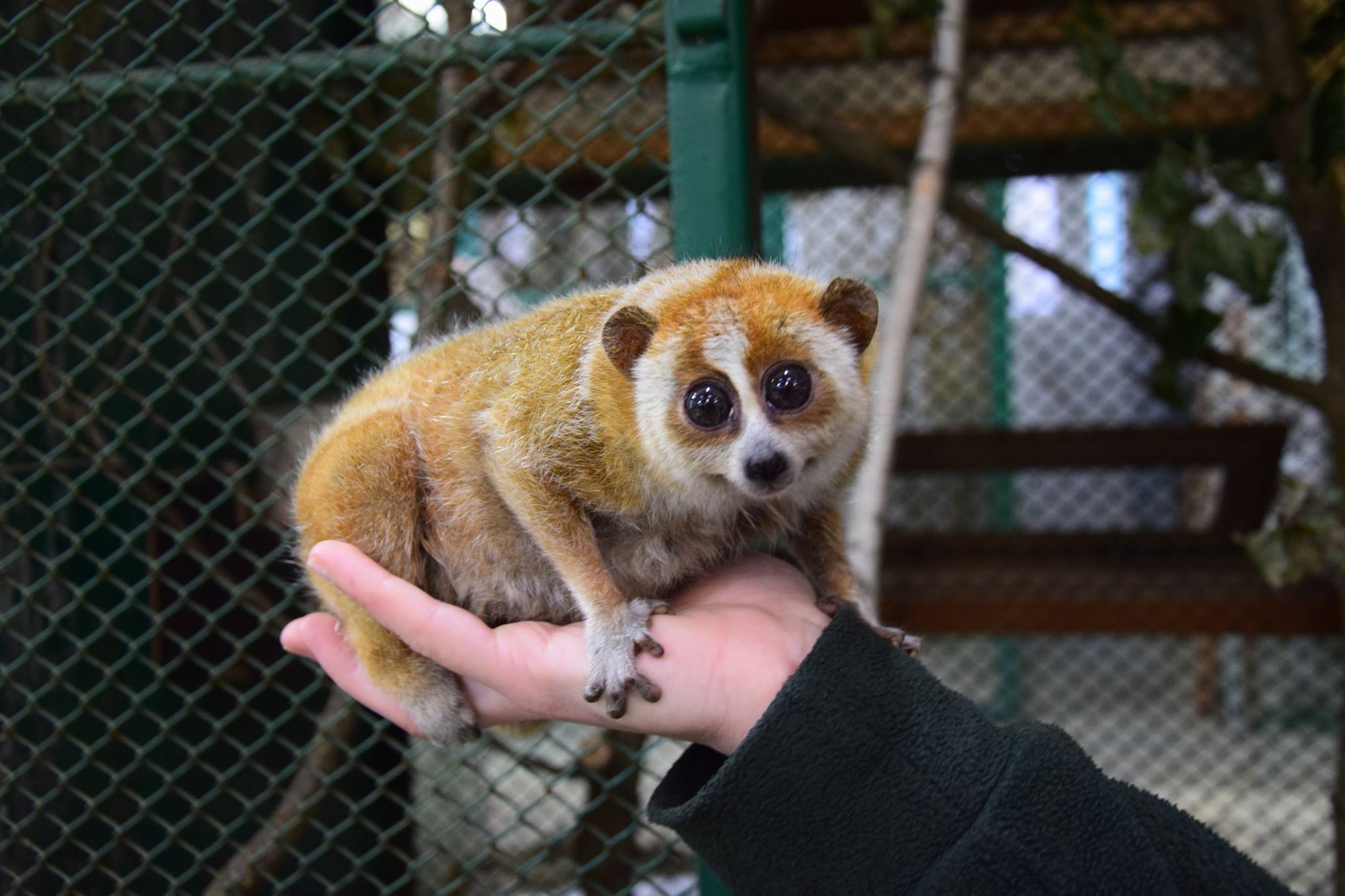 zoo3 - Zoo Poznań Official Site, Facebook