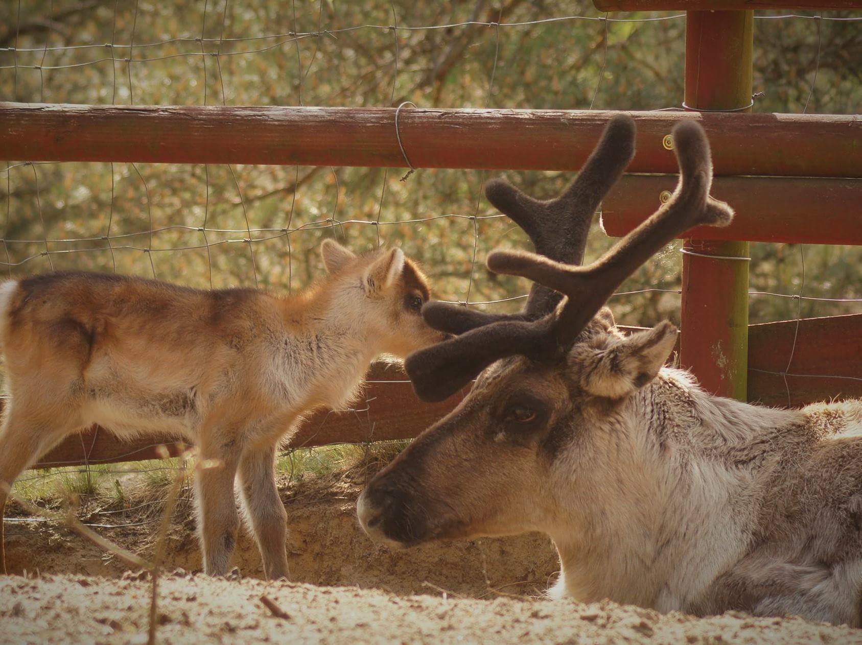 Renifer Zagórowo - Aleksandra Braciszewska-Benhakla