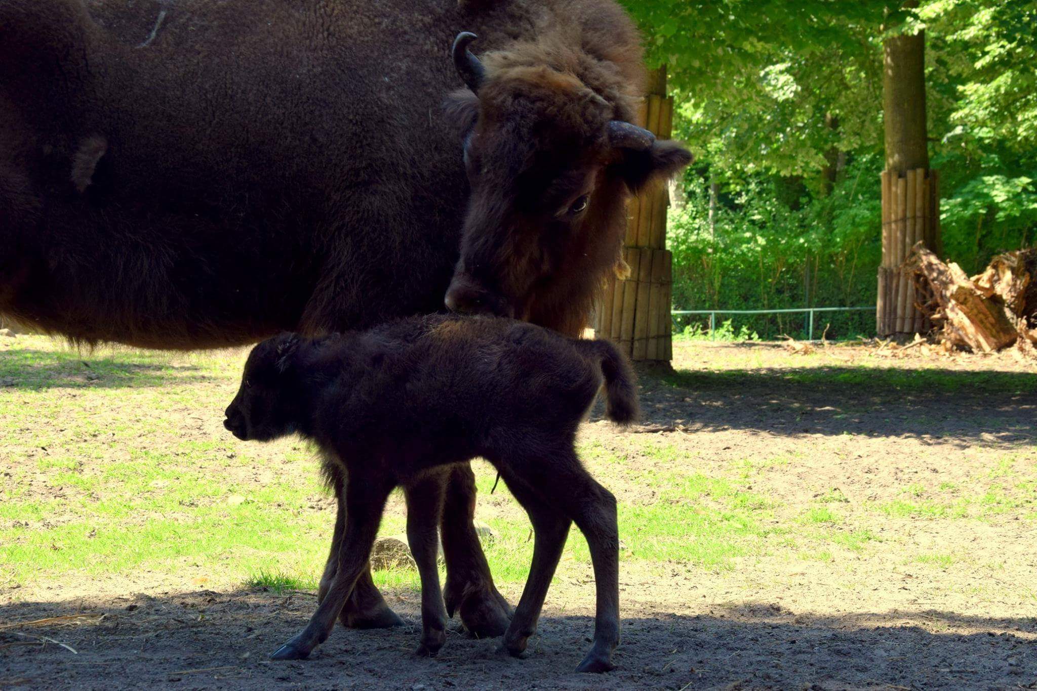 received_1017481721754246 - Zoo Poznan Official Site, Facebook