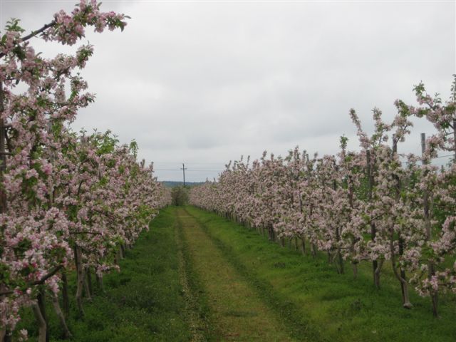 Sady w Białośliwiu  - Wiesława Pinkowska - Archiwum Radia Merkury