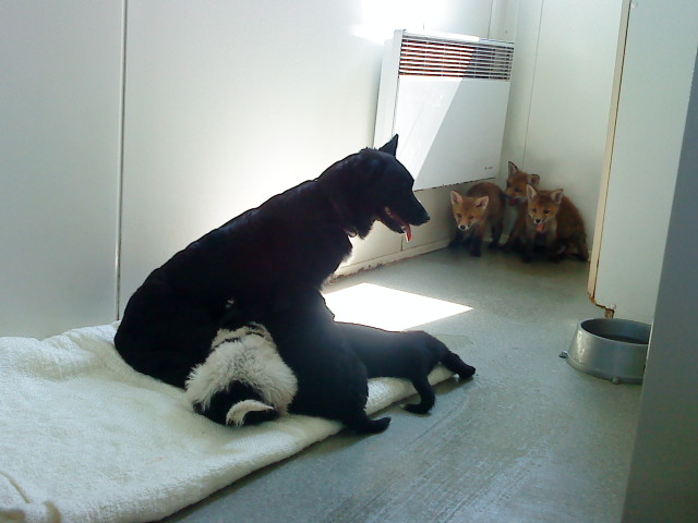 Lisy pod opieką psa - Iwona Kryżak - Radio Merkury