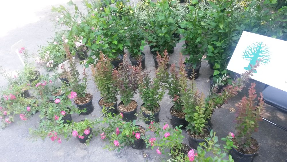 drzewa owocowe sadzonki botanik - Jacek Butlewski