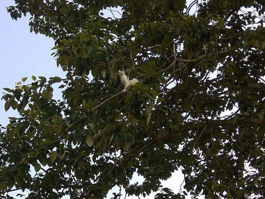 Kot drzewo - OSP Poznań Głuszyna