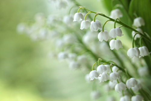 Konwalia majowa - Konwalia majowa - Fotolia