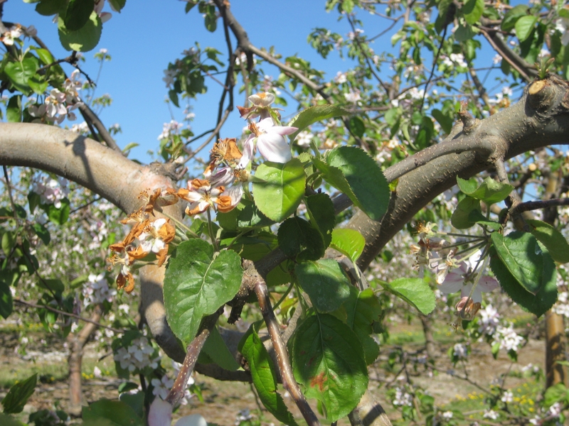 Sady dotknięte przymrozkami - Wiesława Pinkowska
