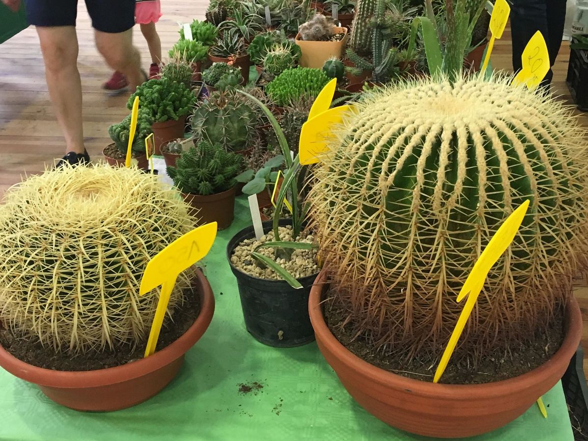 sukulenty palmiarnia kaktusy 2018 - Jacek Butlewski