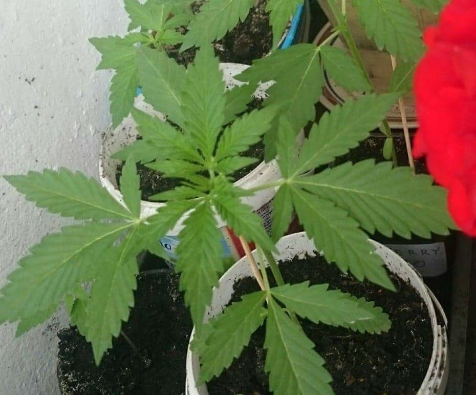 konopie Szydłowo - KPP Piła