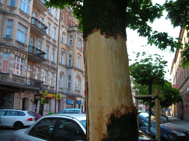 Drzewo okaleczone - ZDM