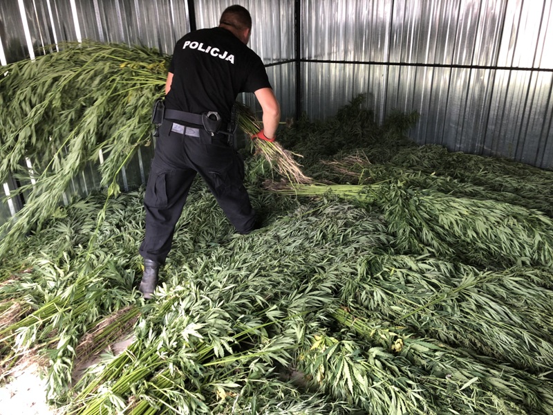 plantacja1 -  KPP Koło