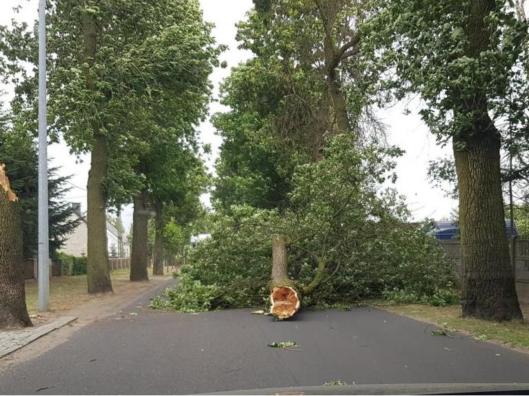 drzewo - @Rubczynski_M