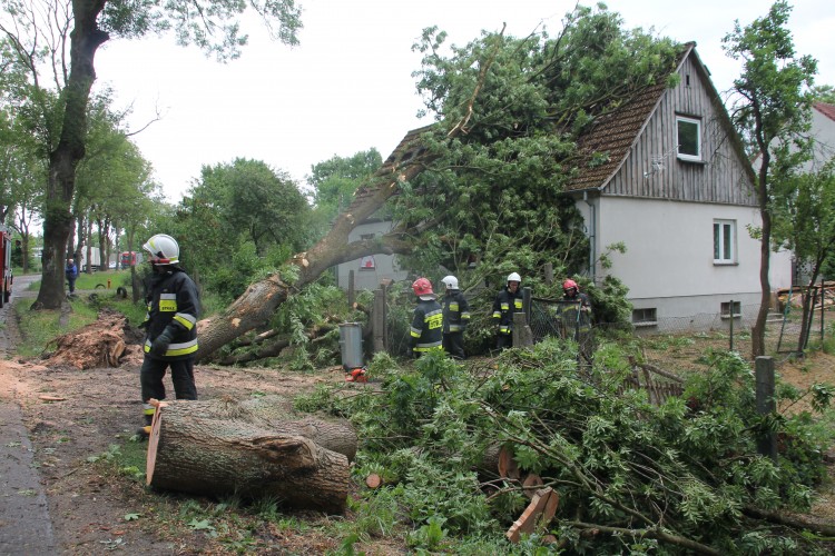 złotowo drzewo - zlotowskie.pl