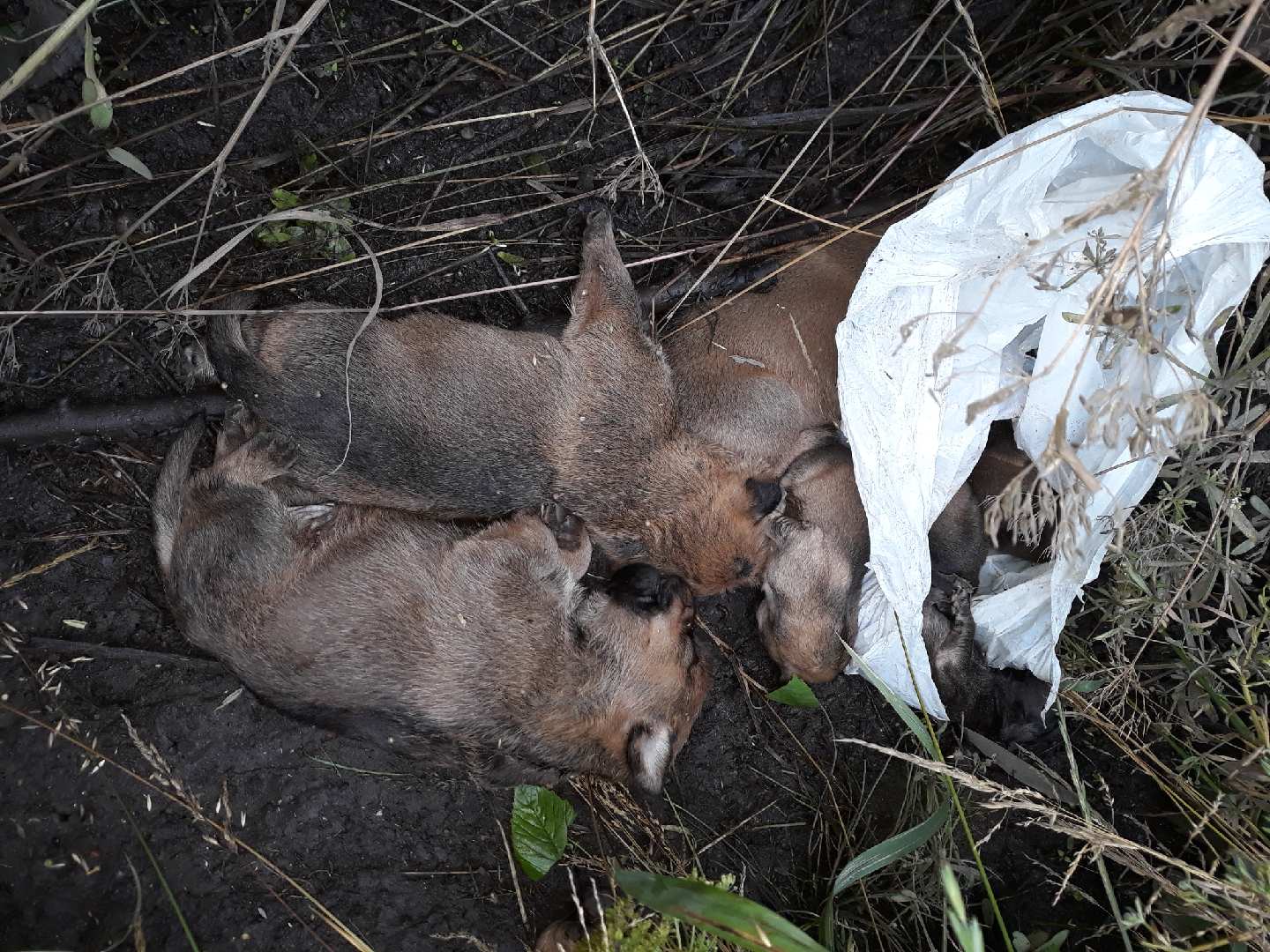 pieski - Towarzystwo Opieki nad Zwierzętami w Łobżenicy