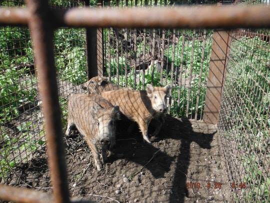 dziki piła - Straż Miejska w Pile