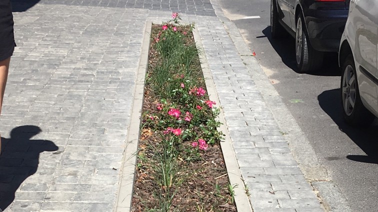 kwiaty gniezno - Rafał Muniak