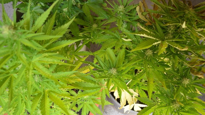 Hodowali marihuane w lesie Leszno - KPP Leszno