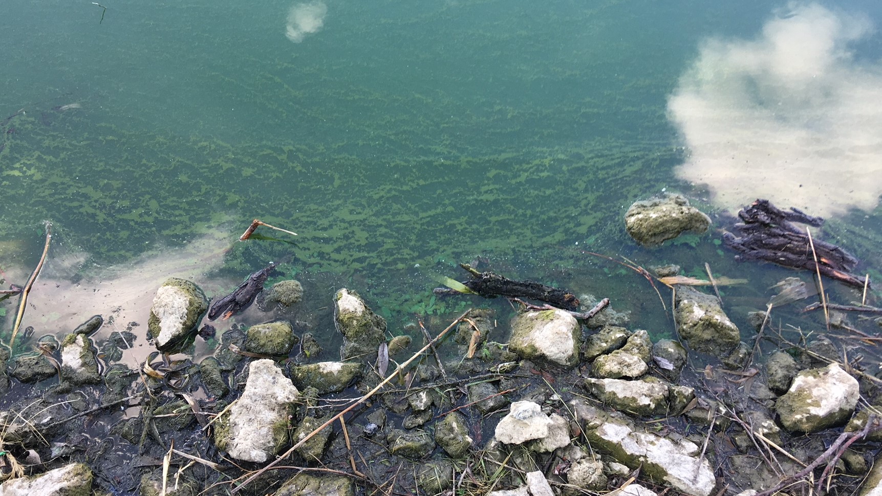 sinice jezioro jelonek gniezno - Rafał Muniak