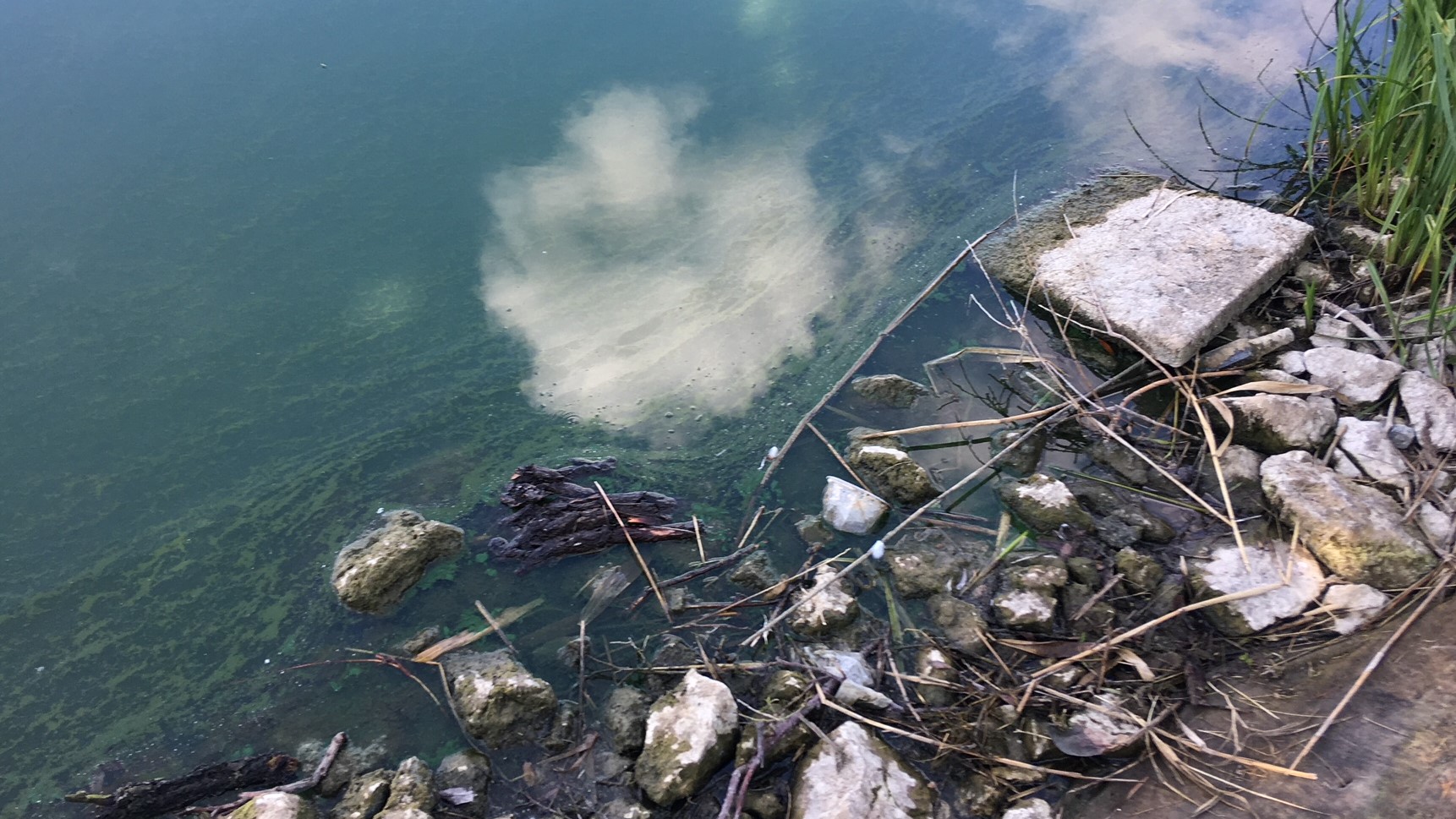 sinice jezioro jelonek gniezno - Rafał Muniak