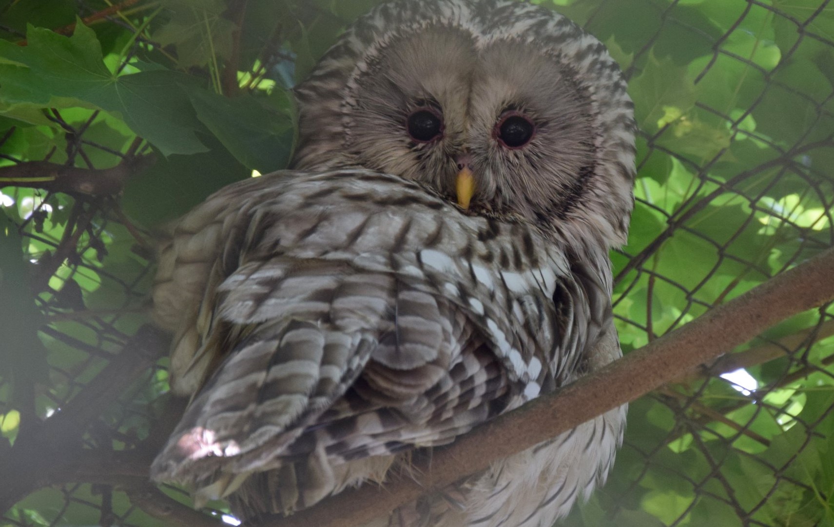 sowazoo - Poznański Ogród Zoologiczny, Facebook