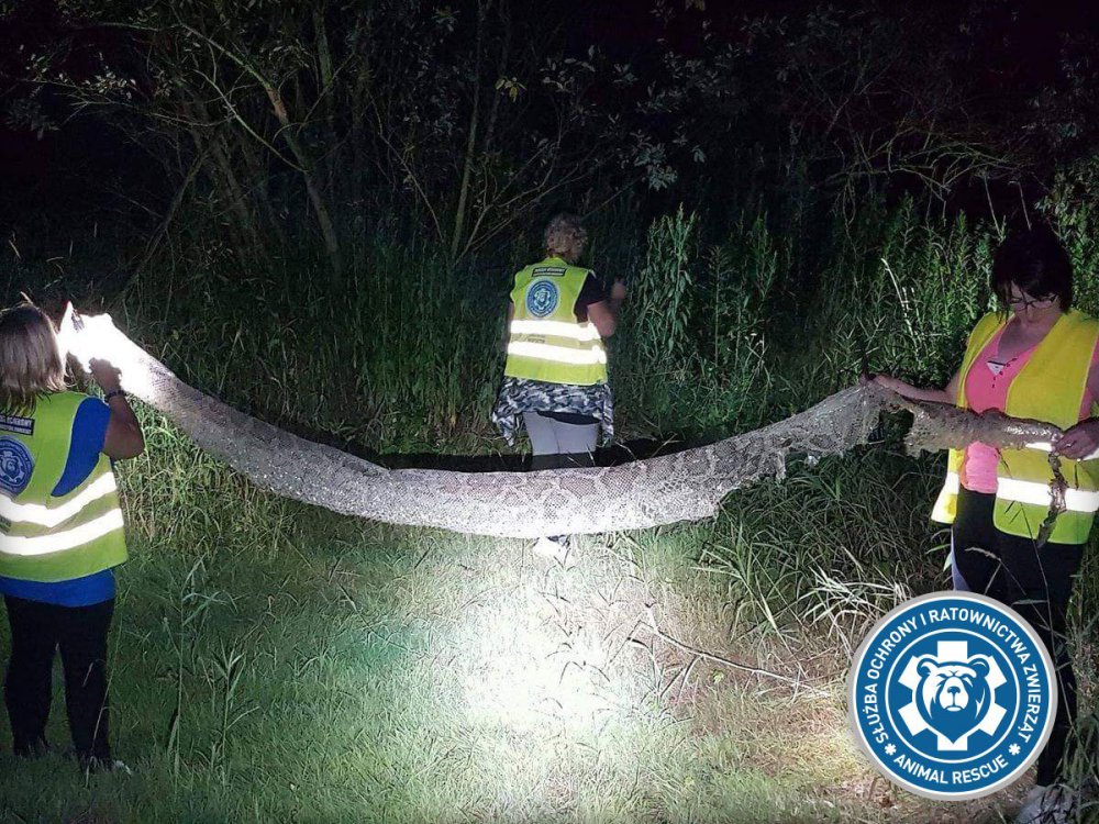 wylinka wielkiego pytona - Animal Rescue Polska