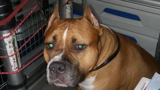 amstaff ucieczka tramwajem -  Straż Miejska Miasta Poznania