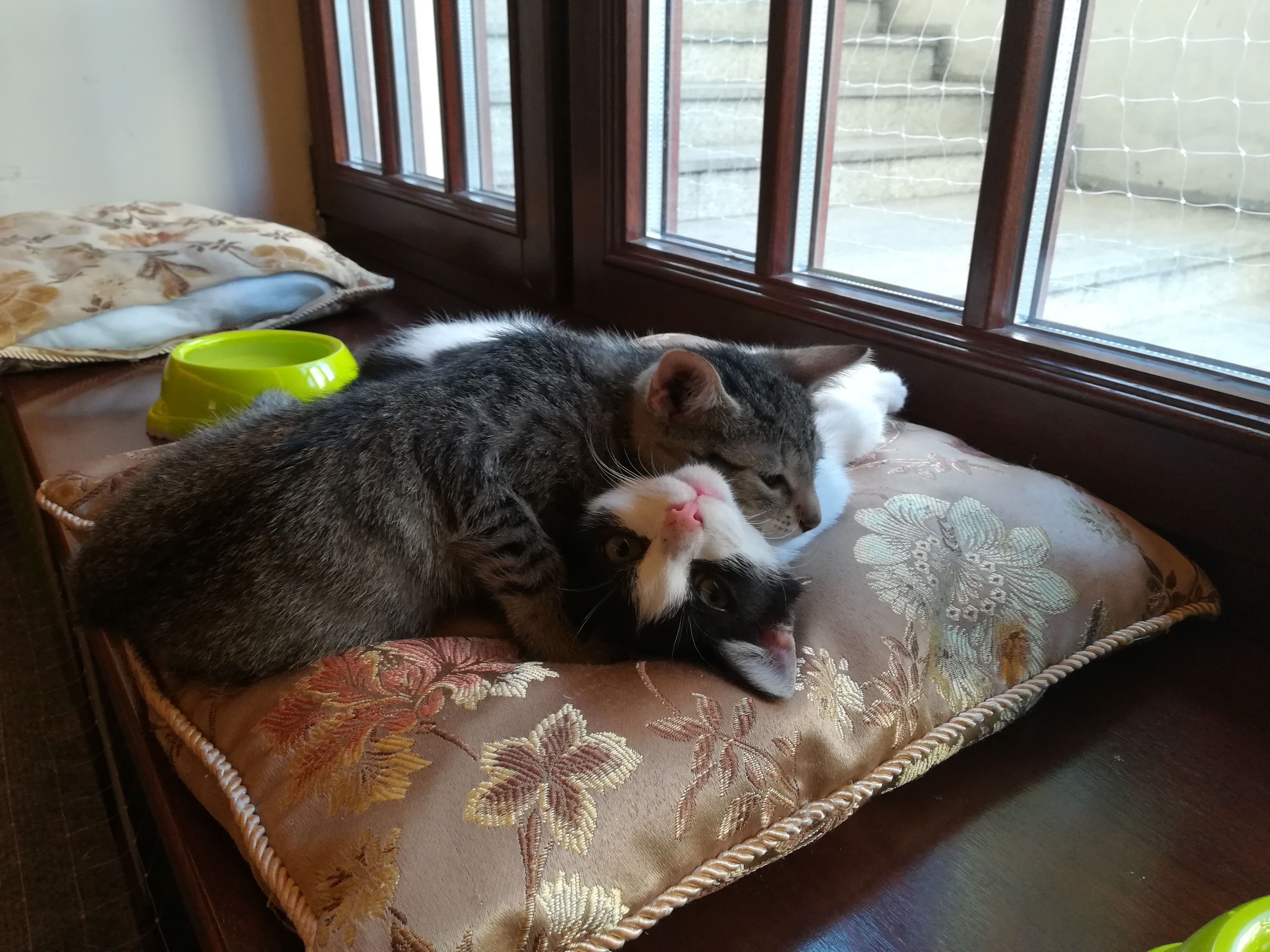 kotykawiarnia - Sandra Soluk