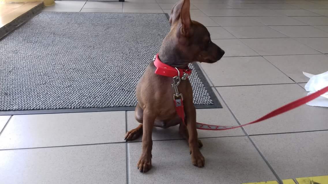 piesek - Straż Miejska w Poznaniu