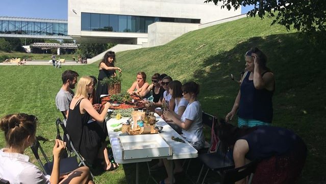 cybina zioła rosnące - Jacek Butlewski