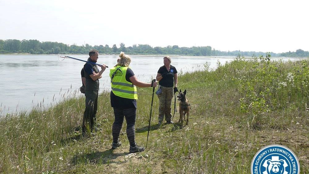 pyton mosina  - OSP Mosina